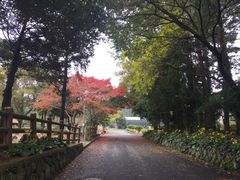 -汉拿树木园
