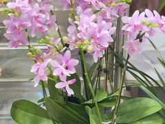 -双季花艺园艺市场(浦东店)