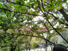 -武汉大学-樱园