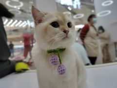 -COLOR PETS 撸猫馆·购猫·猫咖(长风大悦城店)