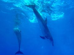 -海合安成都极地海洋公园