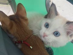 -艾吉宠物医院·疑难杂症转诊中心·猫友好(碧江路院)