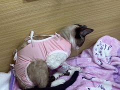 -美联众合爱康动物医院•复杂内科•肿瘤科•牙科•腔镜诊疗中心