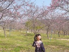 -天适樱花悠乐园
