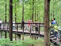 -黄海国家森林公园