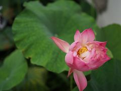 -郭庄茶室
