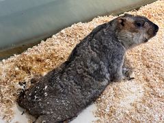 -怪兽屋·羊驼·猫咖·狗咖(俊华广场店)