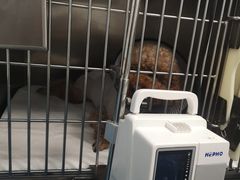 -顺强宠物诊所·狂犬免疫·夜诊·骨科(嘉定店)