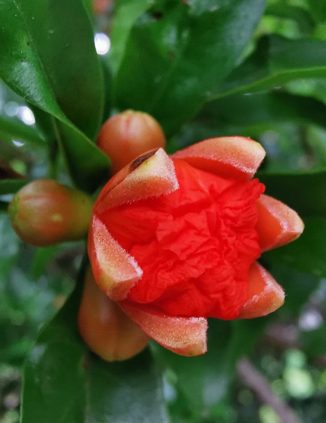 红红火火石榴花