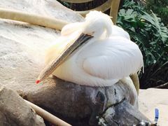 iphone_upload_pic-百鸟园