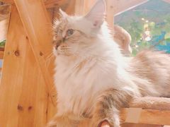 -共舞时光猫咖·狗咖(新街口店)