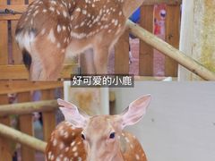 -正佳雨林生态植物园