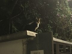 -大埔公路-马料水段香港中文大学(公交站)