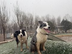 -爪吧宠物乐园 (温榆河示范区店)