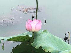 -潘塘公园