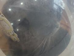 -圣宠动物医院·犬猫专科·影像中心·外科中心
