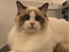 -comecome来吧宠物(奥克斯中心店)