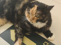 -平行世界·猫咖(首经贸店)
