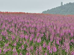-径山花海