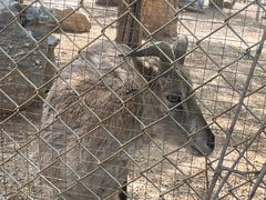 -青藏高原野生动物园