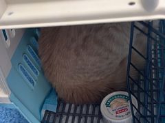 -爱牧宠物医院·猫专科·骨科·内窥镜(甪直店)