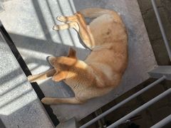 -拉萨风马飞扬旅舍(大昭寺店)