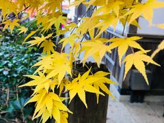 -常寂光寺