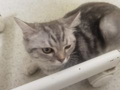 -宠颐生宠物医院·心肾内科·猫专科诊疗中心宠巢店