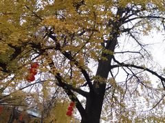 -千年银杏谷文化旅游区