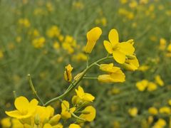 -光明小镇欢乐田园