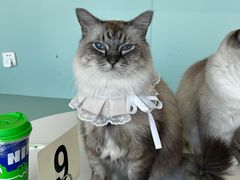 -怪兽屋·羊驼·猫咖·狗咖(俊华广场店)