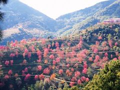 -无量山自然风景保护区