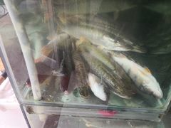 -煲来饱去冷水鱼