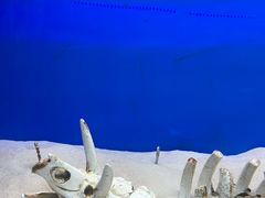 -青岛海底世界-水族馆