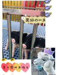 -萌宠亲子动物乐园(槐房万达店)