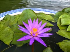 -西湖游船