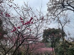-无锡梅园公园
