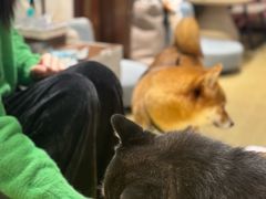 -逗柴咖啡屋·狗咖猫咖宠物桌游