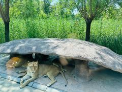 -北京野生动物园