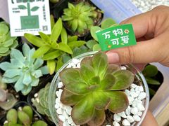 -重庆海昌加勒比海水世界