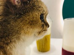 -飞行喵MR PILOT|猫舍·猫咖(静安大融城店)