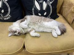 -白兔子密室(长寿路店)