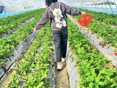 -喜杨洋草莓采摘园