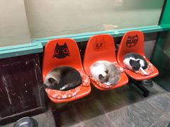 -猫咪博物馆(顶澳仔猫街店)