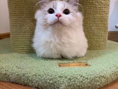 -滚猫咖啡·猫咖·猫友好撸猫(未来城店)