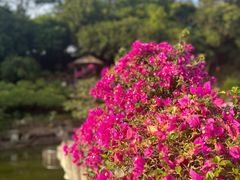 -深圳市中科院仙湖植物园