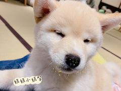 -逗柴咖啡屋·狗咖猫咖宠物桌游