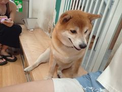 -是阿柴呀！柴犬咖啡·爱喵喵猫咖