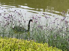 -静之湖湖畔餐厅