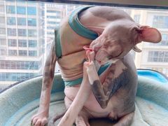 -猫在这儿猫咪咖啡馆·撸猫馆